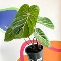 Philodendron 'Gloriosum' - Sprouts of Bristol