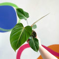 Philodendron gloriosum - Sprouts of Bristol