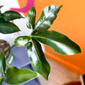 Philodendron 'Green Wonder' - Sprouts of Bristol