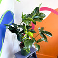 Philodendron 'Green Wonder' - Sprouts of Bristol