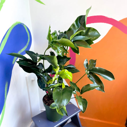 Philodendron 'Green Wonder' - Sprouts of Bristol
