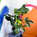 Philodendron 'Green Wonder' - Sprouts of Bristol