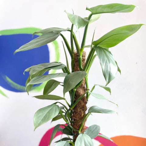 Philodendron hastatum 'Silver Queen' - Sprouts of Bristol