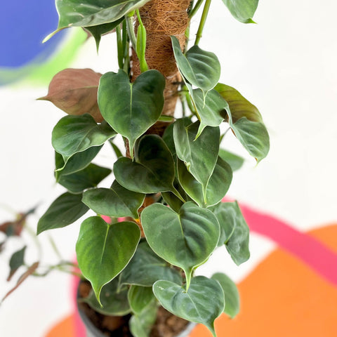 Philodendron lupinum - Sprouts of Bristol