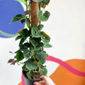 Philodendron lupinum - Sprouts of Bristol