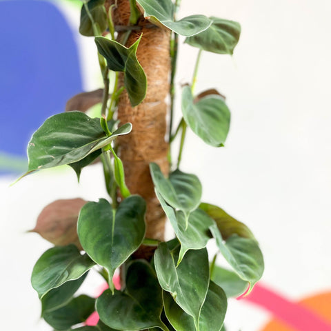 Philodendron lupinum - Sprouts of Bristol