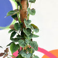 Philodendron lupinum - Sprouts of Bristol