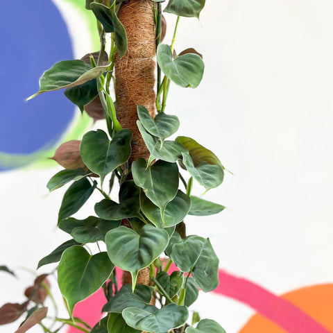 Philodendron lupinum - Sprouts of Bristol