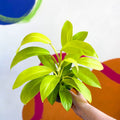 Philodendron 'Malay Gold' - Sprouts of Bristol