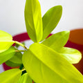 Philodendron 'Malay Gold' - Sprouts of Bristol