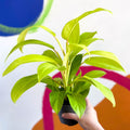 Philodendron 'Malay Gold' - Sprouts of Bristol