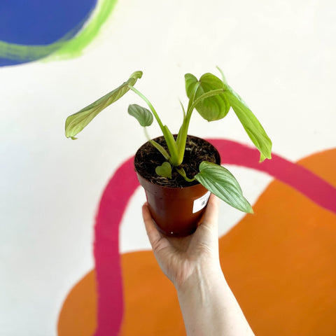Philodendron mamei - Sprouts of Bristol