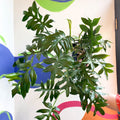 Philodendron mayoi - Sprouts of Bristol