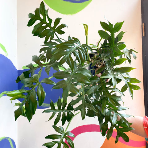 Philodendron mayoi - Sprouts of Bristol