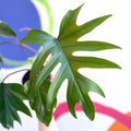 Philodendron mayoi - Sprouts of Bristol