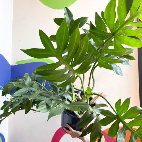 Philodendron mayoi - Sprouts of Bristol