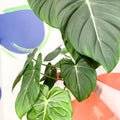 Philodendron 'McDowell' - Sprouts of Bristol