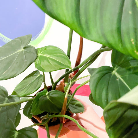 Philodendron 'McDowell' - Sprouts of Bristol