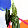 Philodendron melanochrysum - Sprouts of Bristol
