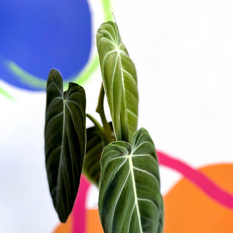 Philodendron melanochrysum - Sprouts of Bristol