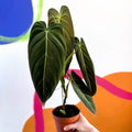 Philodendron melanochrysum - Sprouts of Bristol