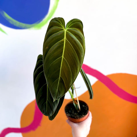 Philodendron melanochrysum - Sprouts of Bristol