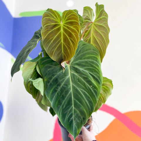 Philodendron melanochrysum x verrucosum 'Splendid' - Sprouts of Bristol