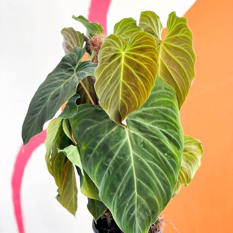 Philodendron melanochrysum x verrucosum 'Splendid' - Sprouts of Bristol