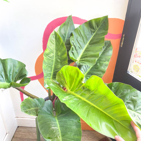 Philodendron melinonii - Sprouts of Bristol