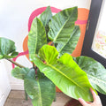 Philodendron melinonii - Sprouts of Bristol