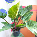 Philodendron melinonii - Sprouts of Bristol