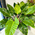 Philodendron melinonii 'Ghost' - Sprouts of Bristol