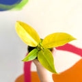 Philodendron 'Moonshine' - British Grown - Sprouts of Bristol