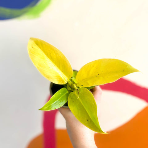 Philodendron 'Moonshine' - British Grown - Sprouts of Bristol