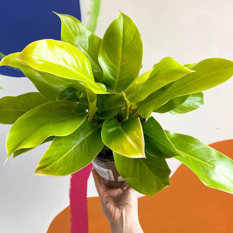 Philodendron 'Moonshine' - British Grown - Sprouts of Bristol