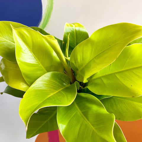 Philodendron 'Moonshine' - British Grown - Sprouts of Bristol
