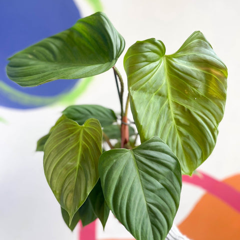 Philodendron nangaritense 'Fuzzy Petiole' - Sprouts of Bristol