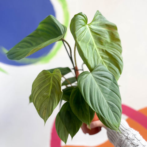 Philodendron nangaritense 'Fuzzy Petiole' - Sprouts of Bristol