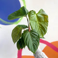 Philodendron nangaritense 'Fuzzy Petiole' - Sprouts of Bristol