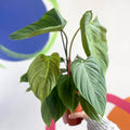 Philodendron nangaritense 'Fuzzy Petiole' - Sprouts of Bristol