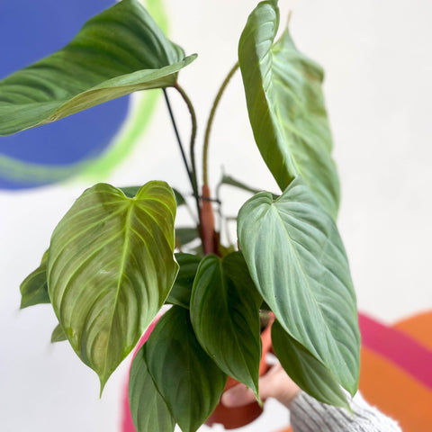 Philodendron nangaritense 'Fuzzy Petiole' - Sprouts of Bristol