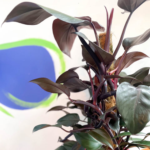 Philodendron 'New Red' - Sprouts of Bristol