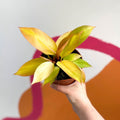 Philodendron 'Orange Princess' / Prince of Orange - Sprouts of Bristol