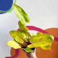 Philodendron 'Painted Lady' - Sprouts of Bristol