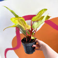 Philodendron 'Painted Lady' - Sprouts of Bristol