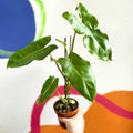 Philodendron 'Paraiso Verde' - Sprouts of Bristol