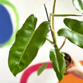 Philodendron 'Paraiso Verde' - Sprouts of Bristol