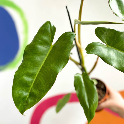 Philodendron 'Paraiso Verde' - Sprouts of Bristol