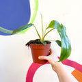 Philodendron pedatum 'Glad Hands' - Sprouts of Bristol
