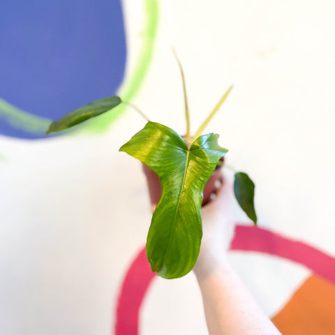 Philodendron pedatum 'Glad Hands' - Sprouts of Bristol